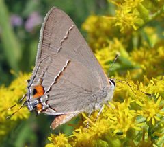 Strymon melinus male by Jacy Lucier. Used under a CC BY-SA 4.0 license.