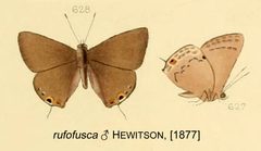 RufofuscaHewitson1877OD by William Chapman Hewitson
. Used under a Public domain license.