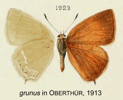 Grunus inOberthur1913 by Charles Oberthur. Used under a Public domain license.