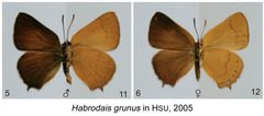 Grunus in Hsu2005 by Yu-Feng Hsu. Used under a CC0 license.