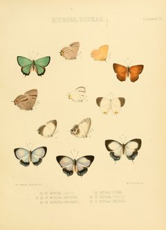 Illustrations of diurnal Lepidoptera Supplement VI by William Chapman Hewitson
. Used under a Public domain license.