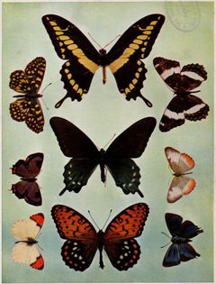 Birds Illustrated Butterflies 0403 by Nature Study Publishing Company, Chicago.. Used under a Public domain license.