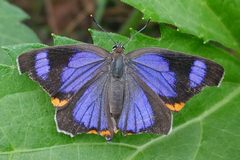 Hypaurotis crysalus 147571109 by Casey H. Richart. Used under a CC BY 4.0 license.