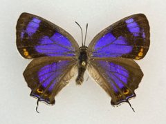 Hypaurotis crysalus 59618276 by Robb Hannawacker. Used under a CC0 license.