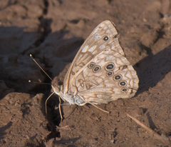 Asterocampa celtis antonia P1210615b by 
xpda. Used under a CC BY-SA 4.0 license.