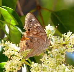 Hackberry Emperor - Asterocampa celtis antonia. Apaturinae - Flickr - gailhampshire by gailhampshire from Cradley, Malvern, U.K. Used under a CC BY 2.0 license.