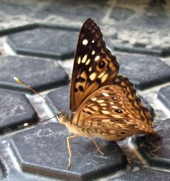 Asterocampa celtis 2 by Jacy Lucier. Used under a CC BY-SA 4.0 license.