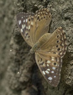 Asterocampa celtis celtis P1080082a by 
xpda. Used under a CC BY-SA 4.0 license.