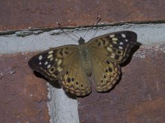 Asterocampa celtis celtis P1400888b by 
xpda. Used under a CC BY-SA 4.0 license.