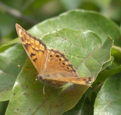 Asterocampa clyton clyton P1320243a by 
xpda. Used under a CC BY-SA 4.0 license.