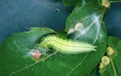 Asterocampa clyton larva by Lacy L. Hyche, Auburn University, Bugwood.org. Used under a CC BY 3.0 us license.