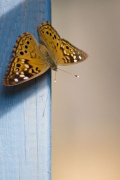 Tawny Emperor 2 by Shannon Lucas. Used under a CC BY-SA 3.0 license.