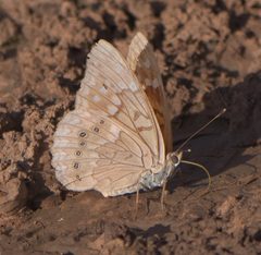 Asterocampa clyton texana P1210614a by 
xpda. Used under a CC BY-SA 4.0 license.