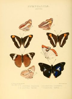 Illustrations of new species of exotic butterflies Apatura by William Chapman Hewitson
. Used under a Public domain license.