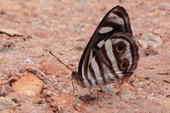 Dynamine postverta.2 by EvaldoResende. Used under a CC BY-SA 4.0 license.