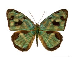 Dynamine postverta postverta MHNT dos male by Didier Descouens. Used under a CC BY-SA 3.0 license.