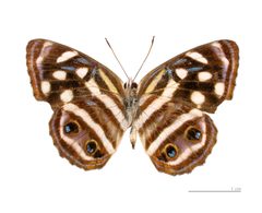 Dynamine postverta postverta MHNT ventre femelle by Didier Descouens. Used under a CC BY-SA 3.0 license.