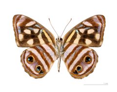 Dynamine postverta postverta MHNT ventre male by Didier Descouens. Used under a CC BY-SA 3.0 license.