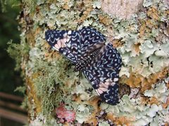 Hamadryas amphinome by Adrian198cm. Used under a Public domain license.