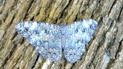 Hamadryas februa ssp. ferentina by Francisco Farriols Sarabia. Used under a CC BY 4.0 license.