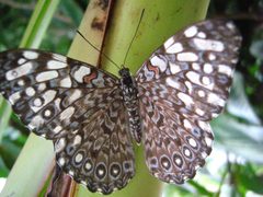 Hamadryas feronia by Caya!!. Used under a CC BY 2.0 license.
