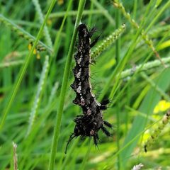 Hamadryas feronia 113995582 by Kozue Kawakami. Used under a CC BY 4.0 license.
