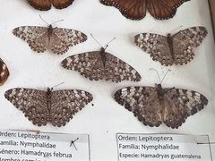 Lepidoptera - Hamadryas februa and Hamadryas guatemalena by Emőke Dénes. Used under a CC BY-SA 4.0 license.