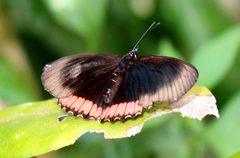 Biblis Hyperia Nectanabis by dany13 from Paris, France. Used under a CC BY 2.0 license.