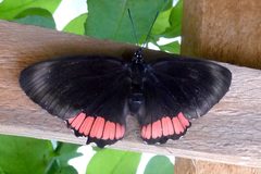 Biblis hyperia - Flickr - gailhampshire by gailhampshire from Cradley, Malvern, U.K. Used under a CC BY 2.0 license.