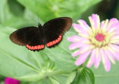Biblis hyperia 15zz by Photo by David J. Stang. Used under a CC BY-SA 4.0 license.