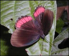 Biblis hyperia 2 by LOPEZ André. Used under a CC BY-SA 4.0 license.