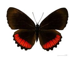 Biblis hyperia MHNT dos by Didier Descouens. Used under a CC BY-SA 3.0 license.