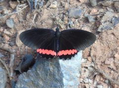 Biblis hyperia aganisa by Francisco Farriols Sarabia. Used under a CC BY 4.0 license.