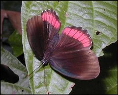 Biblis hyperia b by LOPEZ André. Used under a CC BY-SA 4.0 license.