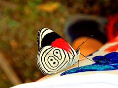 Diaethria Clymena by DRVIP93. Used under a CC BY-SA 4.0 license.