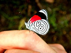 Diaethria Clymena Ecuador by DRVIP93. Used under a CC BY-SA 4.0 license.