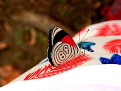 Diaethria Clymena Zamora-Chinchipe by DRVIP93. Used under a CC BY-SA 4.0 license.