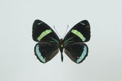Diaethria clymena dorsal 2 by Geoff Gallice from Gainesville. Used under a CC BY 2.0 license.