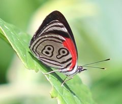 Diaethria clymena from Colombia by Chinmayisk. Used under a CC BY-SA 4.0 license.