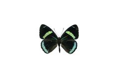 Flickr - ggallice - Diaethria clymena d by Geoff Gallice from Gainesville, FL, USA. Used under a CC BY 2.0 license.