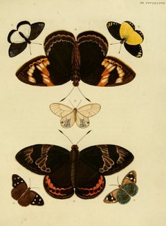 CramerAndStoll-uitlandsche kapellen vol. 4- pl 387 by Pieter Cramer (1721 - 1776) and Caspar Stoll (between  1725 and 1730 - 1791). Used under a Public domain license.