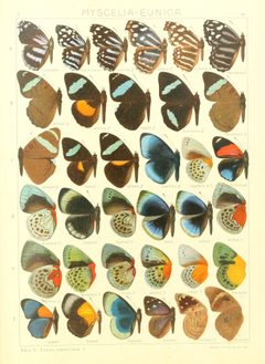 Macrolepidoptera15seit 0207 by Adalbert Seitz
. Used under a Public domain license.