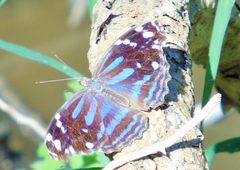 Myscelia cyananthe by Francisco Farriols Sarabia. Used under a CC BY 4.0 license.