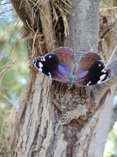 Myscelia cyananthe ssp. streckeri by Abraham Sánchez. Used under a CC BY 4.0 license.