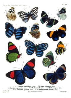 NovaraExpZoologischeTheilLepidopteraAtlasTaf53 by Felder. Used under a Public domain license.