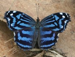 Myscelia ethusa by Myscelia_ethusa_1.jpg: Anne Toal from US
derivative work: Berichard (talk). Used under a CC BY 2.0 license.