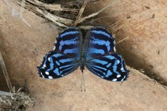 Myscelia ethusa 1 by Anne Toal from US. Used under a CC BY 2.0 license.