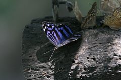 Myscelia ethusa 3 by Anne Toal from US. Used under a CC BY 2.0 license.