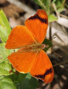 Temenis laothoe 112819501 by Jan Ebr. Used under a CC BY 4.0 license.