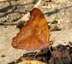 Temenis laothoe 3039030 by Nick Block. Used under a CC BY 4.0 license.